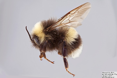 [Bombus lucorum male (lateral/side view) thumbnail]